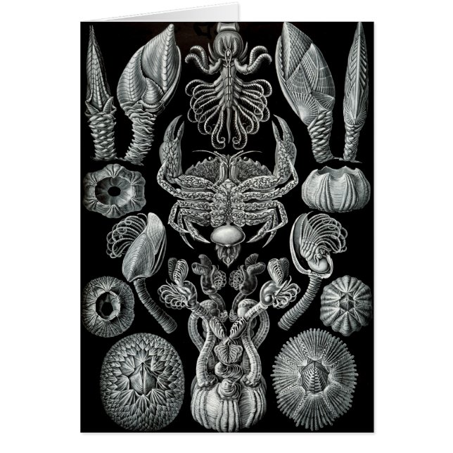 Eendenmosselen (Voorkant)