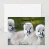 eendje briefkaart (Voorkant / Achterkant)