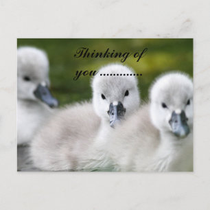 eendje briefkaart
