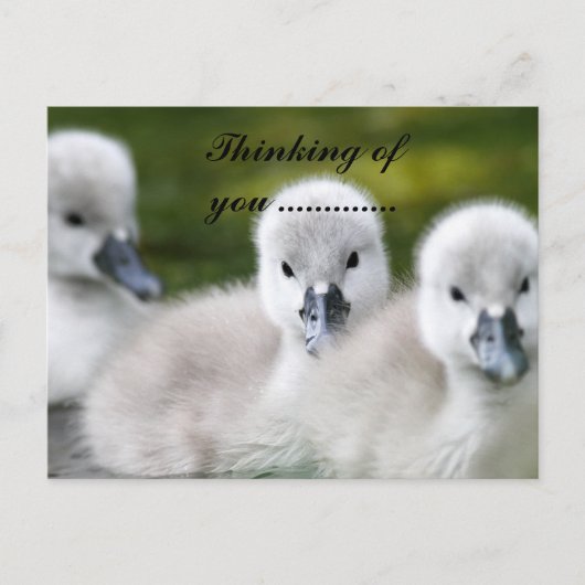 eendje briefkaart (Voorkant)