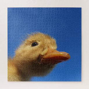 eendje, kip, dier, kuiken, vogel, boerderij, schat legpuzzel