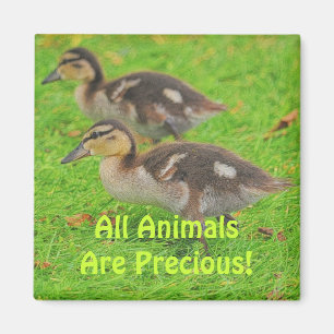 Eendjes Dierenliefhebbers Wildlife Art Magneten