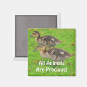 Eendjes Dierenliefhebbers Wildlife Art Magneten (Voorkant / Achterkant)
