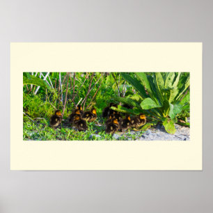 Eendjes Foto Poster