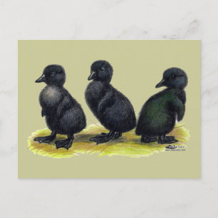 Eendjes Zwarte Cayuga Briefkaart