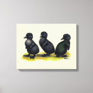 Eendjes Zwarte Cayuga Canvas Afdruk