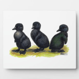 Eendjes Zwarte Cayuga Fotoplaat