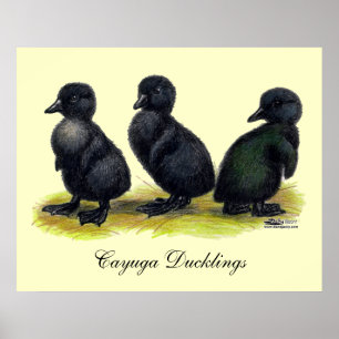 Eendjes Zwarte Cayuga Poster