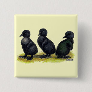 Eendjes Zwarte Cayuga Vierkante Button 5,1 Cm