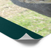 Eenduidige katten poster (Hoek)