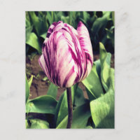 Eenduidige Paarse en witte strepe tulp