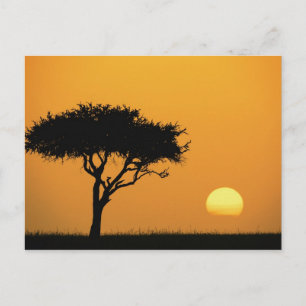 Eénfasige Acacia-boom, gesilhoueteerd bij zonsopga Briefkaart