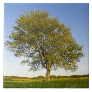 Eenmansboom in hooiveld op het Boerderij van Raymo Tegeltje