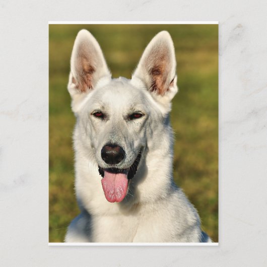 Eenvoudig als de wolf briefkaart (Voorkant)