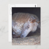 Eenvoudig Briefkaart (Voorkant / Achterkant)