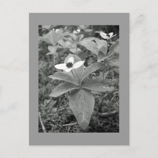 Eenvoudig Briefkaart