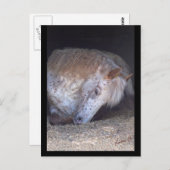 Eenvoudig briefkaart (Voorkant / Achterkant)