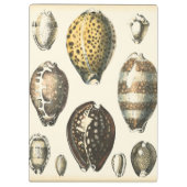 Eenvoudig gevormde zeeschelpen klembord (Achterkant)