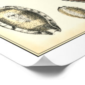 Eenvoudig gevormde zeeschelpen poster (Hoek)