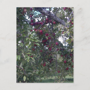 Eenvoudig leven briefkaart