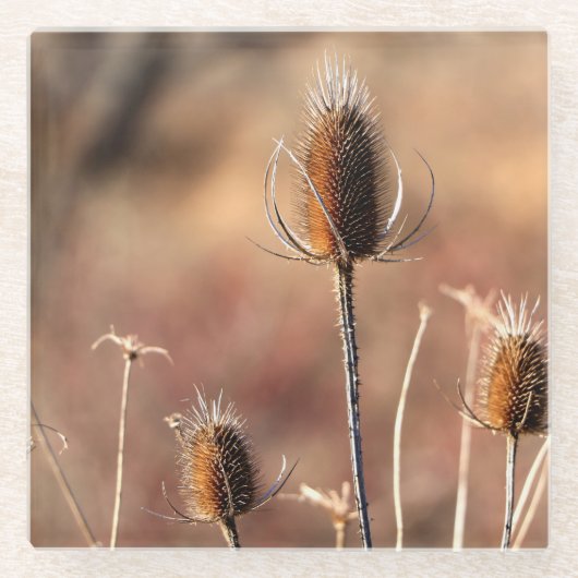 Eenvoudig Thistle Glazen Onderzetter (Voorkant)