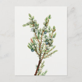 Eenvoudige Botanische Mountain Juniper Briefkaart