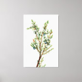 Eenvoudige  Botanische Mountain Juniper Canvas Afdruk (Voorkant)