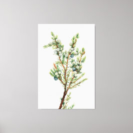 Eenvoudige Botanische Mountain Juniper Canvas Afdruk