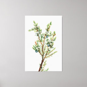 Eenvoudige Botanische Mountain Juniper Canvas Afdruk