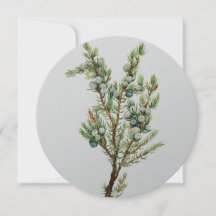 Eenvoudige  Botanische Mountain Juniper