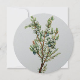 Eenvoudige Botanische Mountain Juniper Kaart