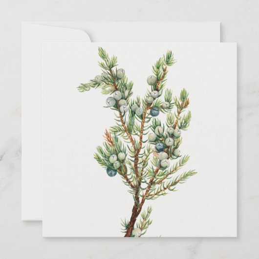 Eenvoudige Botanische Mountain Juniper Kaart (Voorkant)