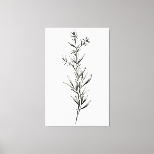 Eenvoudige monochrome rozemarijn schets canvas afdruk (Voorkant)