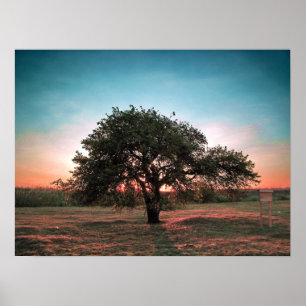 Eenvoudige peulboom poster