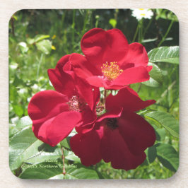 Eenvoudige Rode Rozen Drankjes Onderzetter