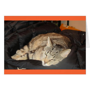 Eenvoudige tijd voor Indigo