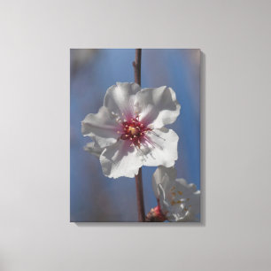 Eenvoudige White Spring Almond Tree Elegant Canvas Afdruk