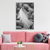 Eenvoudige zwart-witte zwaan veer waterdruppels canvas afdruk (Insitu (Woonkamer))