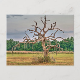 Eenzame boom Winter Haven, Florida Briefkaart