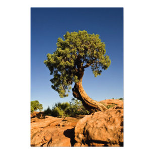 Eenzame ceder, Deadhorse Point State Park, Foto Afdruk
