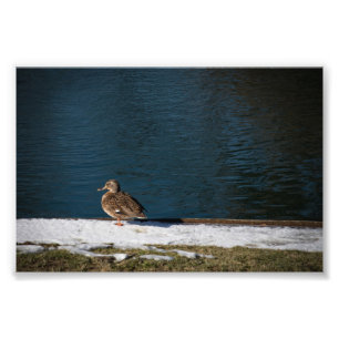Eenzame eend  foto afdruk