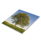 Eenzame esdoorn in hooiland bij Raymond Farm, Tegeltje (Zijkant)