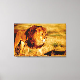 Eenzame Leeuw Canvas Afdruk