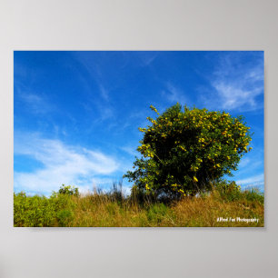 Eenzame Mandarinboom Poster