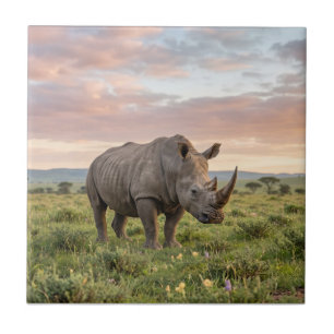 Eenzame Neushoorn In Savanne Bij Zonsondergang Fot Tegeltje