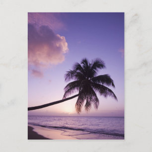 Eenzame palmboom bij zonsondergang, Coconut Grove  Briefkaart