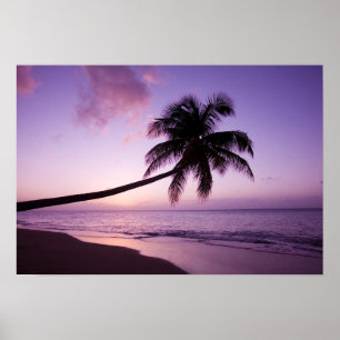 Eenzame palmboom bij zonsondergang, Coconut Grove Poster