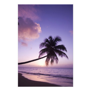 Eenzame palmboom bij zonsondergang, strand van Coc Foto Afdruk