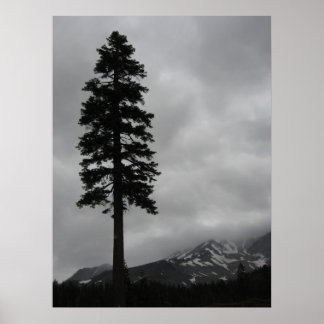 Eenzame pine - Poster