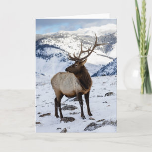 Eenzame stier-eland in de sneeuw Yellowstone Nat Kaart